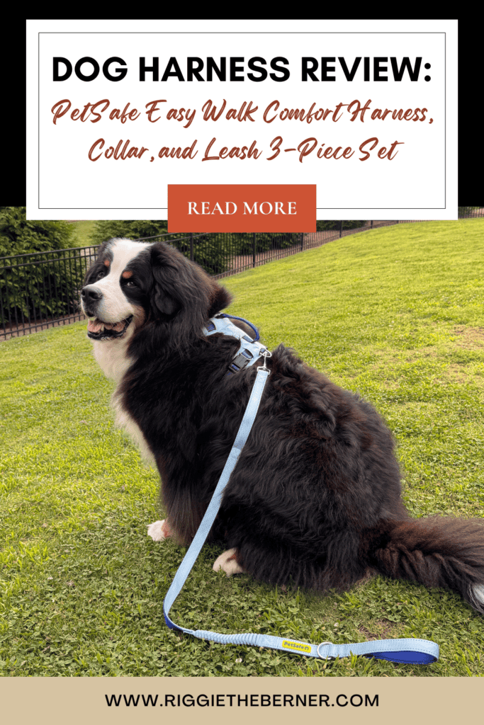 An image for Pinterest that reads "Dog Harness Review: PetSafe Easy-Walk Comfort Harness, Collar, and Leash 3-Piece Set. Below the title is a Bernese Mountain Dog sitting in the grass, wearing a sky-blue and royal-blue dog harness with a bungee leash attached. Below him is the website address www.riggietheberner.com.