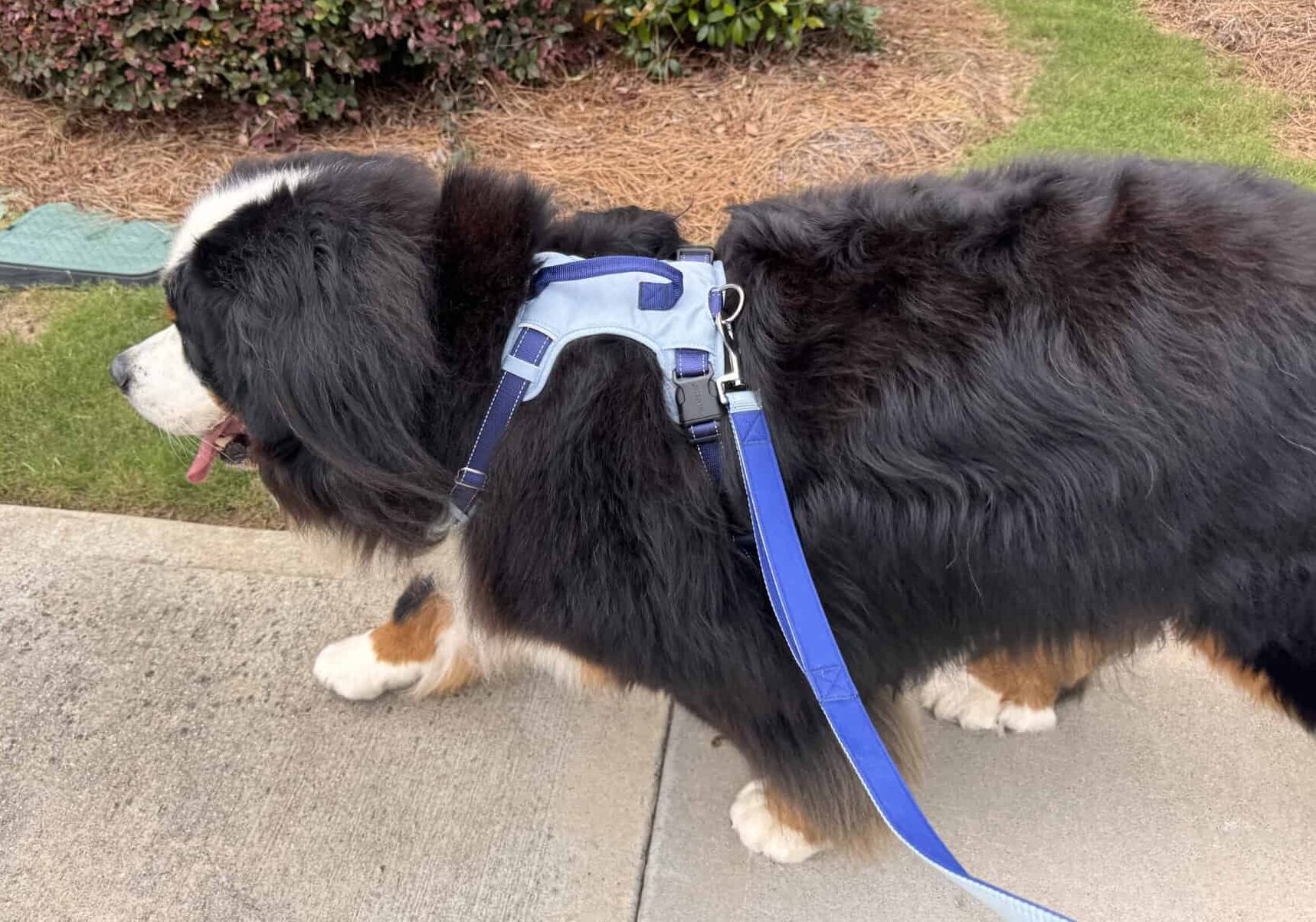A photograph of a Bernese Mountain Dog walking on a sidewalk while wearing a sky and royal blue PetSafe Easy Walk Comfort No-Pull Harness attached to a 4-Foot Bungee Leash.