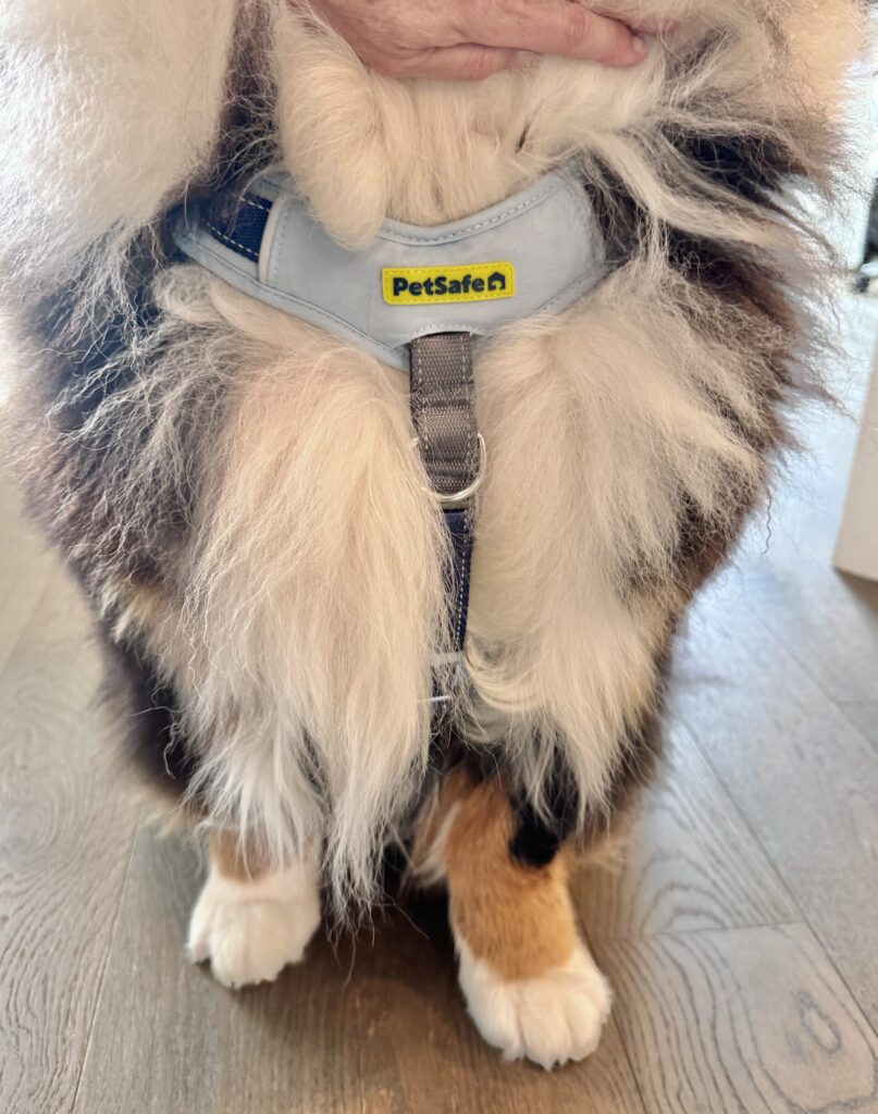 A close-up photograph of a Bernese Mountain Dog’s chest wearing a sky blue PetSafe harness with a front-clip Martingale loop.