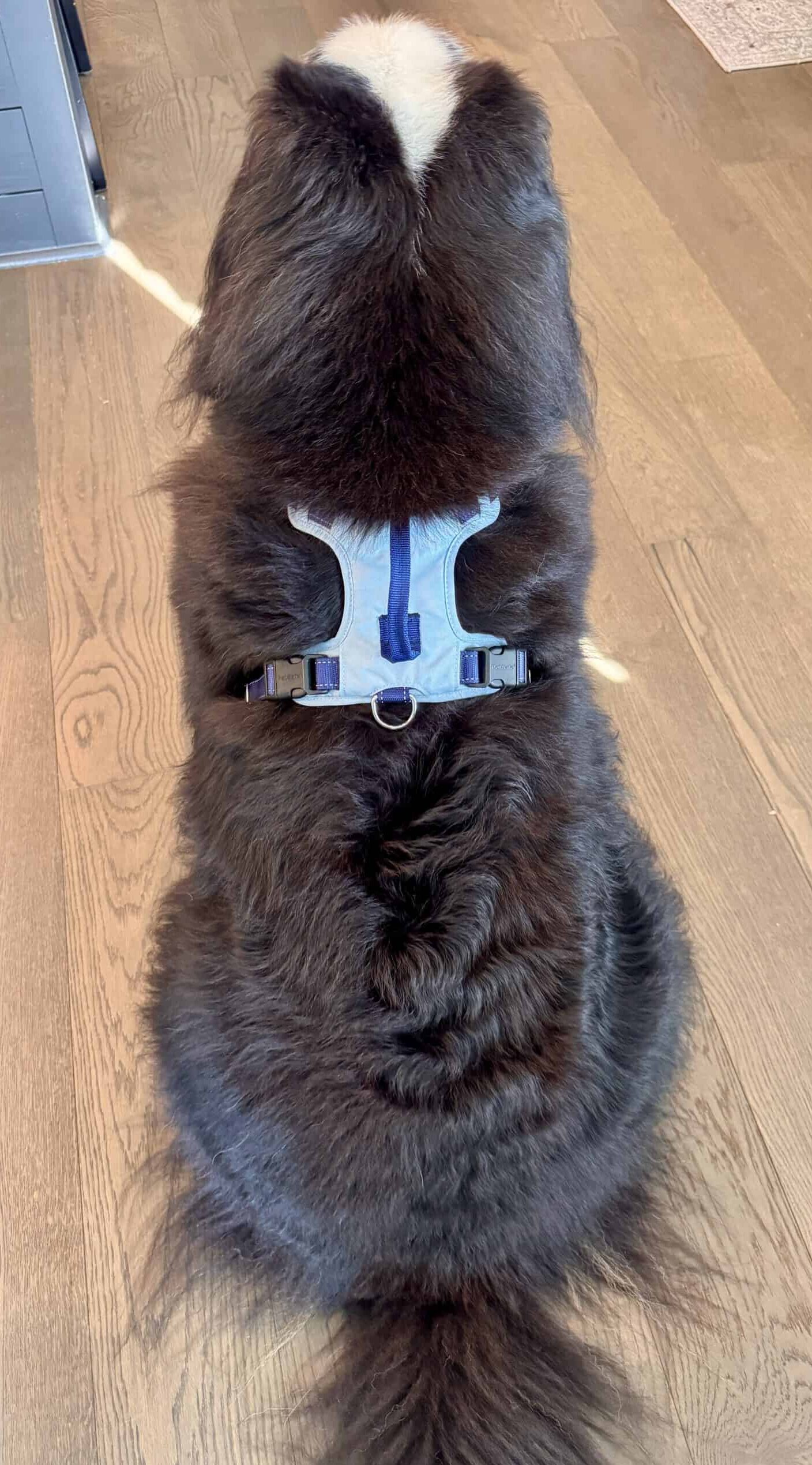 A photograph of the back of a Bernese Mountain Dog sitting and facing away from the camera while wearing a sky and royal blue PetSafe Easy Walk Comfort No-Pull Harness.