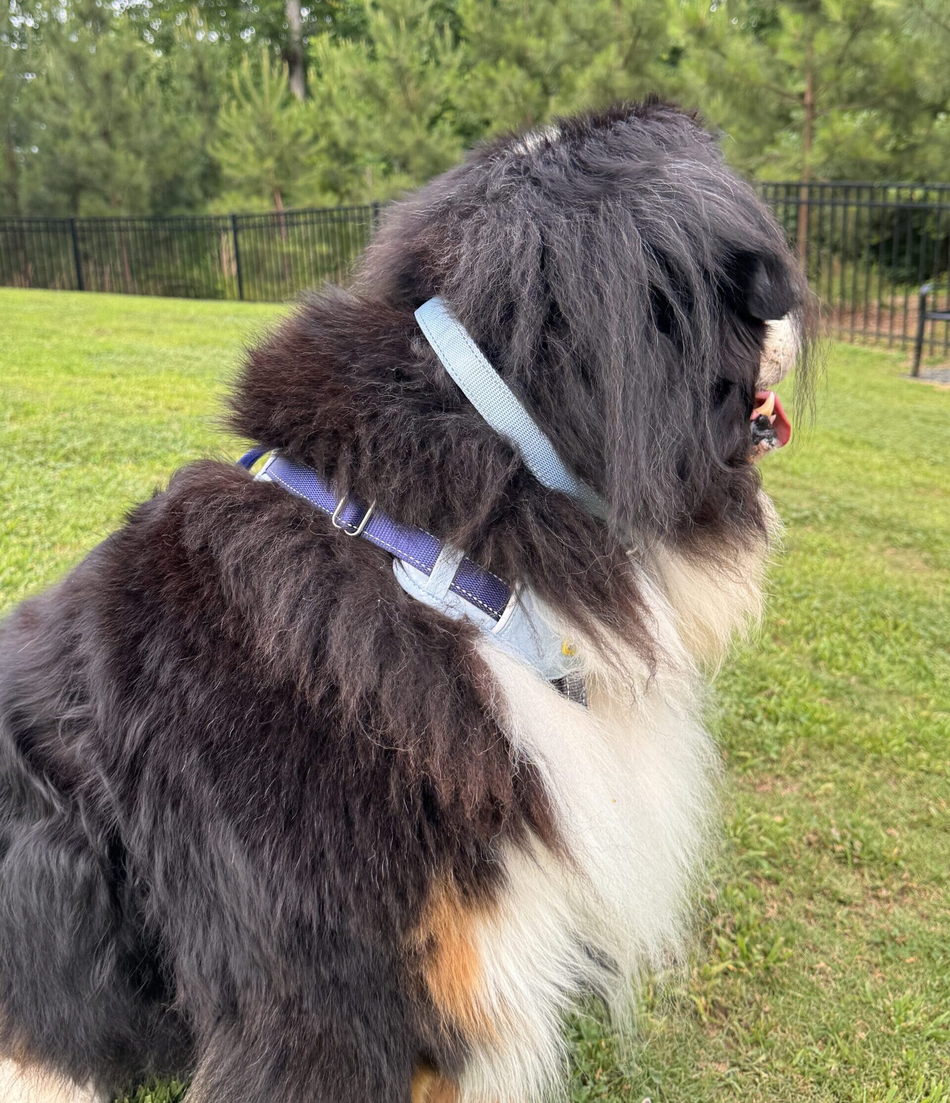 A photograph of a Bernese Mountain Dog sitting in the grass with his head turned away from the camera, showing that he is wearing a sky blue PetSafe Comfort Nylon Dog Collar and a sky and royal blue PetSafe Easy Walk Comfort No-Pull Harness.