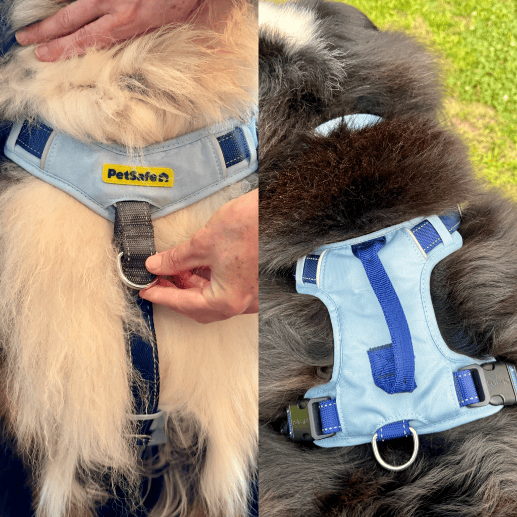 Two close-up photographs of a PetSafe sky blue dog harness with royal blue straps on a Bernese Mountain Dog’s chest and back.